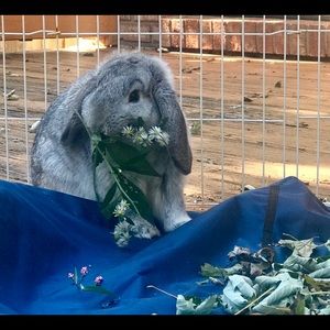 Meet your Posher, Gillian